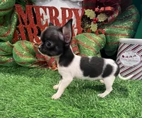 Heart, a female Chihuahua for sale in Walker, LA – Photo 4 of 10