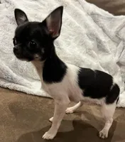 Tiny Heart, a female Chihuahua for sale in Walker, LA – Photo 7 of 10