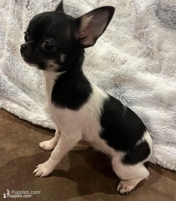 Tiny Heart – Chihuahua puppy for sale in Walker, LA
