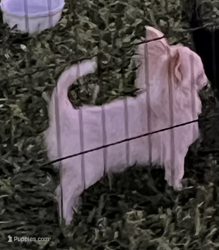 Kazi – Chihuahua puppy for sale in Walker, LA