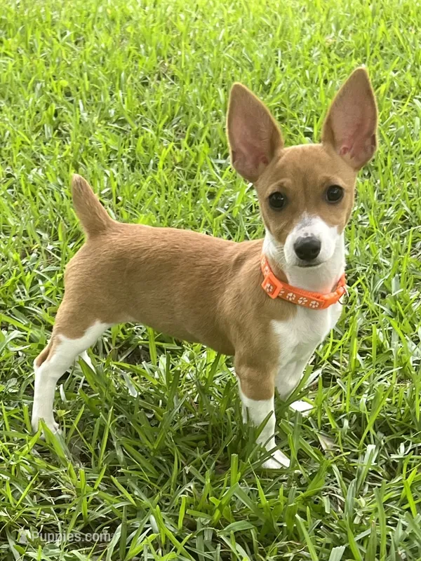 Misty – Teddy Roosevelt Terrier puppy for sale in Walker, LA