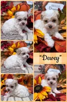 Dewy, a male Poodle - Toy  for sale in Walker, LA – 1 of 1