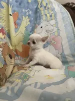 Casper, a male Chihuahua for sale in Walker, LA – 6 of 8