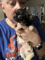 Tiny Heart, a female Chihuahua for sale in Walker, LA – 4 of 7