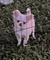 Kazi, a male Chihuahua for sale in Walker, LA – 2 of 6