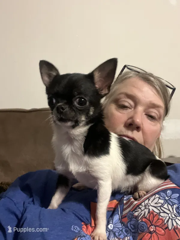 Tiny Heart – Chihuahua puppy for sale in Walker, LA