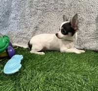 Peekaboo, a male Chihuahua for sale in Walker, LA – 4 of 4