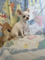 Casper, a male Chihuahua for sale in Walker, LA – 5 of 8