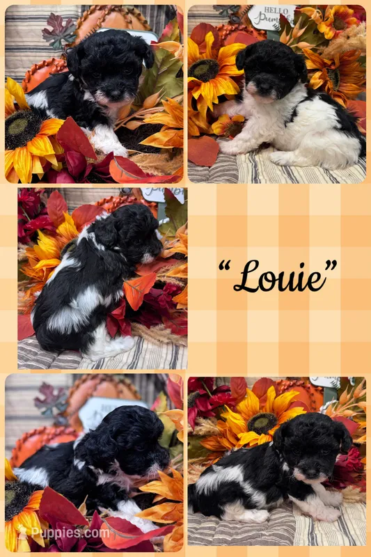 Louie – Poodle - Toy  puppy for sale in Walker, LA