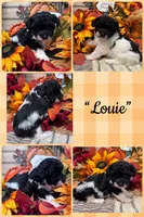 Louie, a male Poodle - Toy  for sale in Walker, LA – 1 of 1