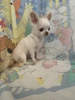 Casper, a male Chihuahua for sale in Walker, LA – 3 of 8