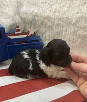 Bunny, a female Poodle - Toy  for sale in Walker, LA – 6 of 7