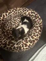 Tiny Heart, a female Chihuahua for sale in Walker, LA – 7 of 7