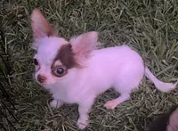 Bullseye, a male Chihuahua for sale in Walker, LA – 4 of 6
