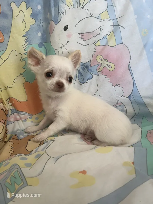 Casper – Chihuahua puppy for sale in Walker, LA