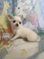 Casper, a male Chihuahua for sale in Walker, LA – 1 of 8