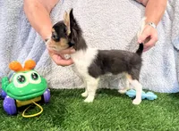 Lover Boy, a male Chihuahua for sale in Walker, LA – 1 of 6