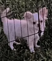 Kazi, a male Chihuahua for sale in Walker, LA – 3 of 6