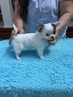 Bullseye, a male Chihuahua for sale in Walker, LA – Photo 5 of 7