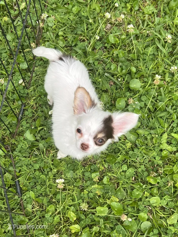 Bullseye – Chihuahua puppy for sale in Walker, LA