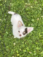 Bullseye, a male Chihuahua for sale in Walker, LA – Photo 3 of 7