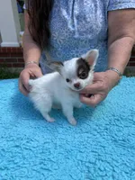 Bullseye, a male Chihuahua for sale in Walker, LA – Photo 6 of 7