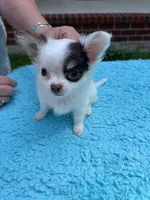 Bullseye, a male Chihuahua for sale in Walker, LA – Photo 4 of 7