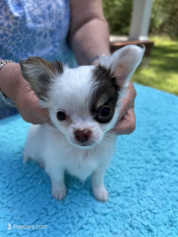 Bullseye, a male Chihuahua for sale in Walker, LA – Photo 1 of 7