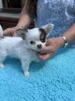 Bullseye, a male Chihuahua for sale in Walker, LA – Photo 7 of 7