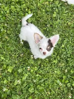 Bullseye, a male Chihuahua for sale in Walker, LA – Photo 2 of 7