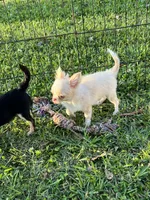 Kazi, a male Chihuahua for sale in Walker, LA – 5 of 6