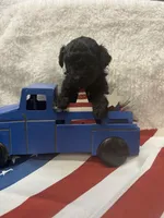 Sable, a female Poodle - Toy  for sale in Walker, LA – 3 of 5