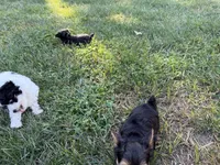 Sara, a female Yorkshire Terrier for sale in Franklin, IN – 2 of 3