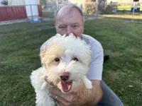 Whitey, a male Goldendoodle for sale in Franklin, IN – 3 of 3