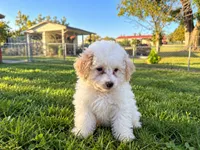 Snow white, a female Goldendoodle for sale in Franklin, IN – 2 of 3