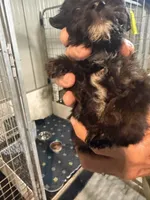 Frank, a male Goldendoodle for sale in Franklin, IN – 5 of 6