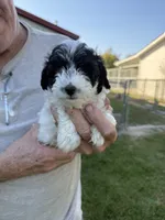 Sam, a male Yorkshire Terrier for sale in Franklin, IN – 2 of 3
