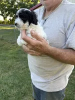 Sam, a male Yorkshire Terrier for sale in Franklin, IN – 3 of 3