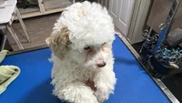 Snow white, a female Goldendoodle for sale in Franklin, IN – 1 of 3