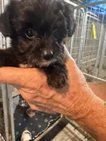 Frank, a male Goldendoodle for sale in Franklin, IN – 2 of 6