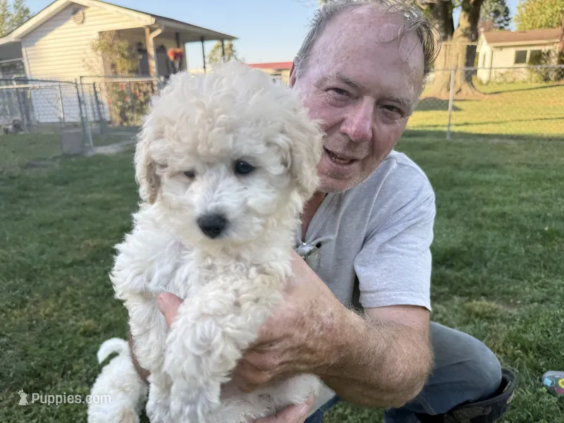 Frank – Goldendoodle puppy for sale in Franklin, IN