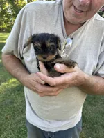 Bailey, a male Yorkshire Terrier for sale in Franklin, IN – 2 of 3