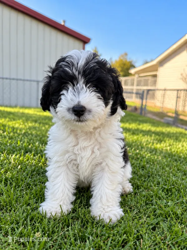 Sam – Yorkshire Terrier puppy for sale in Franklin, IN