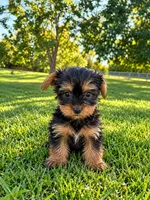 Bailey, a male Yorkshire Terrier for sale in Franklin, IN – 3 of 3