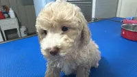Frank, a male Goldendoodle for sale in Franklin, IN – 6 of 6