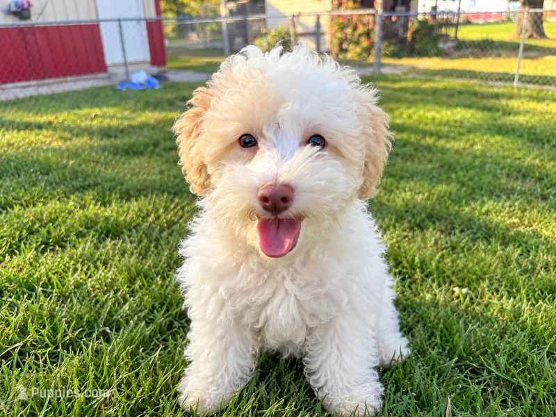 Whitey – Goldendoodle puppy for sale in Franklin, IN