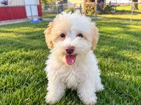Whitey, a male Goldendoodle for sale in Franklin, IN – 1 of 3