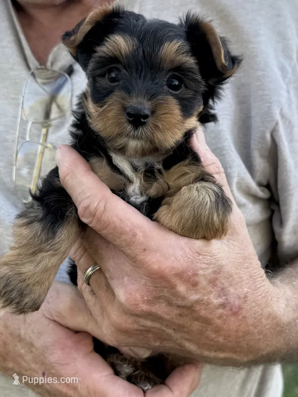 Sara – Yorkshire Terrier puppy for sale in Franklin, IN