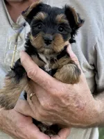 Sara, a female Yorkshire Terrier for sale in Franklin, IN – 1 of 3