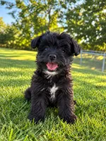 Trotter, a female Yorkshire Terrier for sale in Franklin, IN – 3 of 3